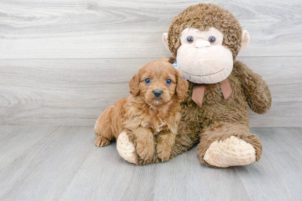 Playful Cockerpoo Poodle Mix Puppy