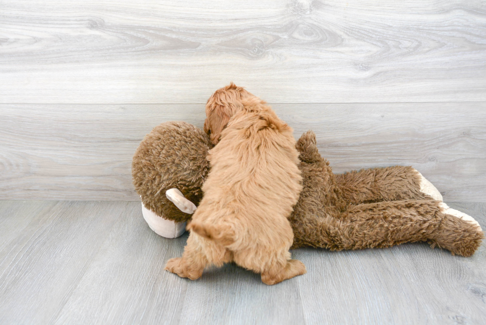 Cockapoo Pup Being Cute