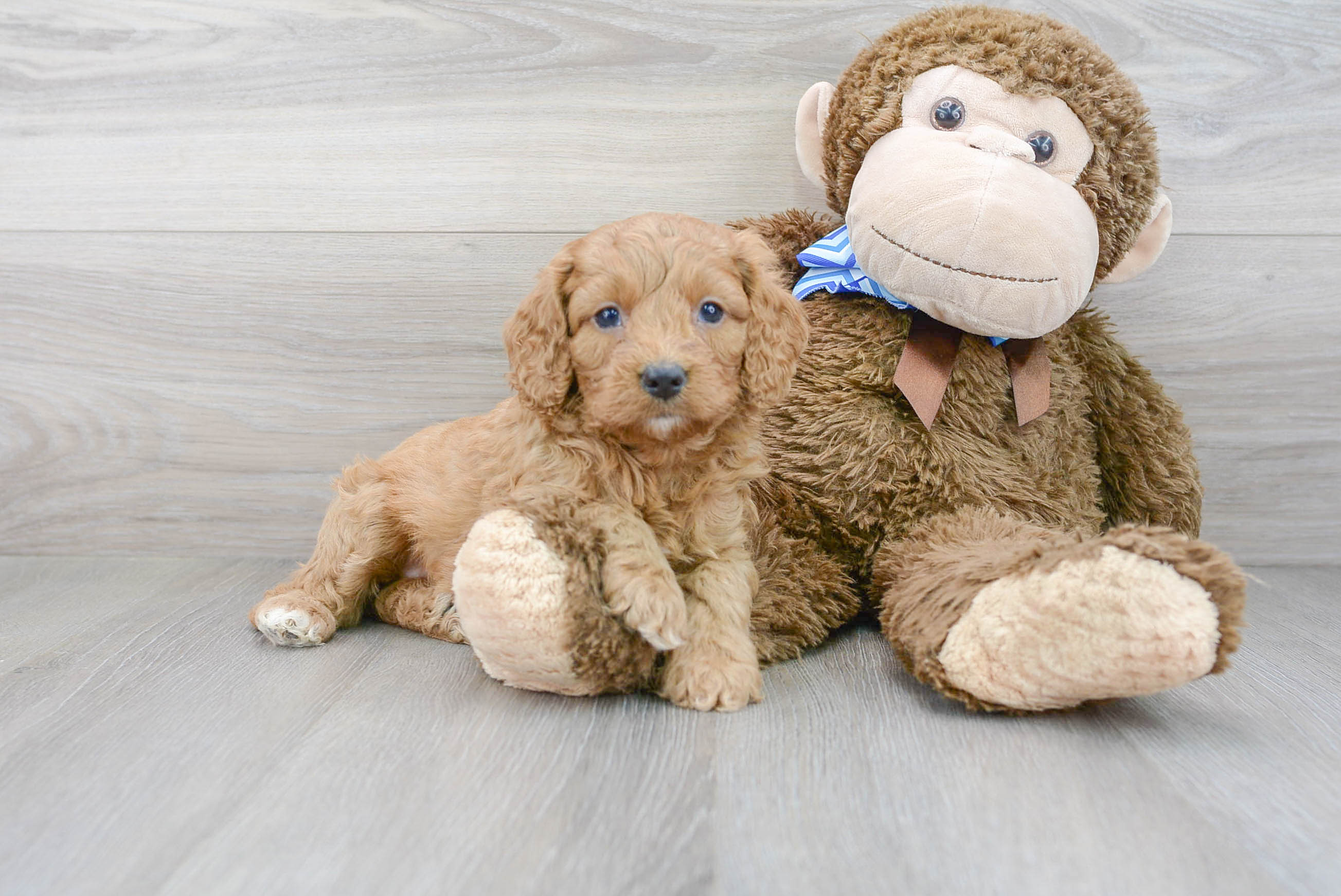 Cockapoo Pup Being Cute