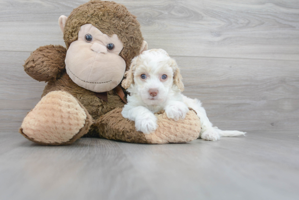 Sweet Cockapoo Baby