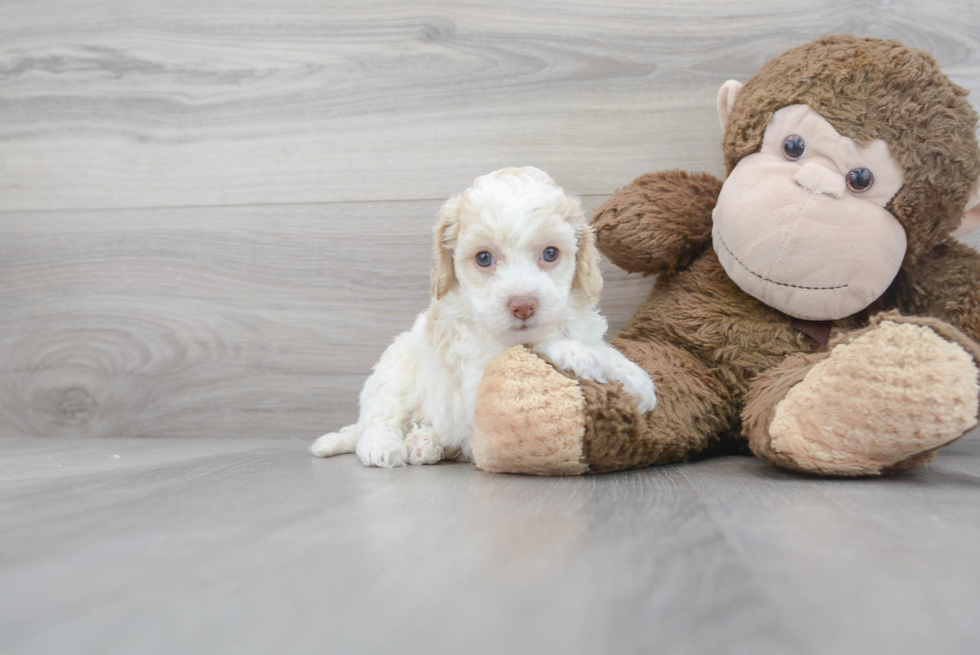 Cockapoo Puppy for Adoption