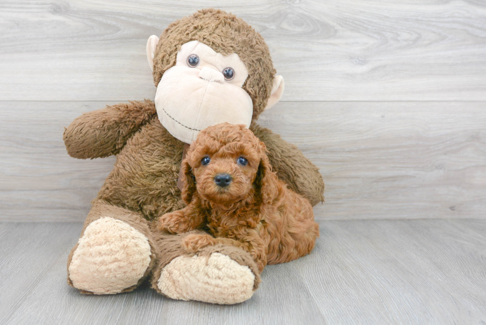 Cockapoo Pup Being Cute