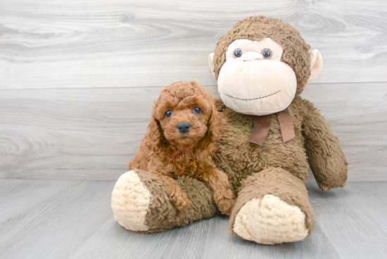 Popular Cockapoo Poodle Mix Pup