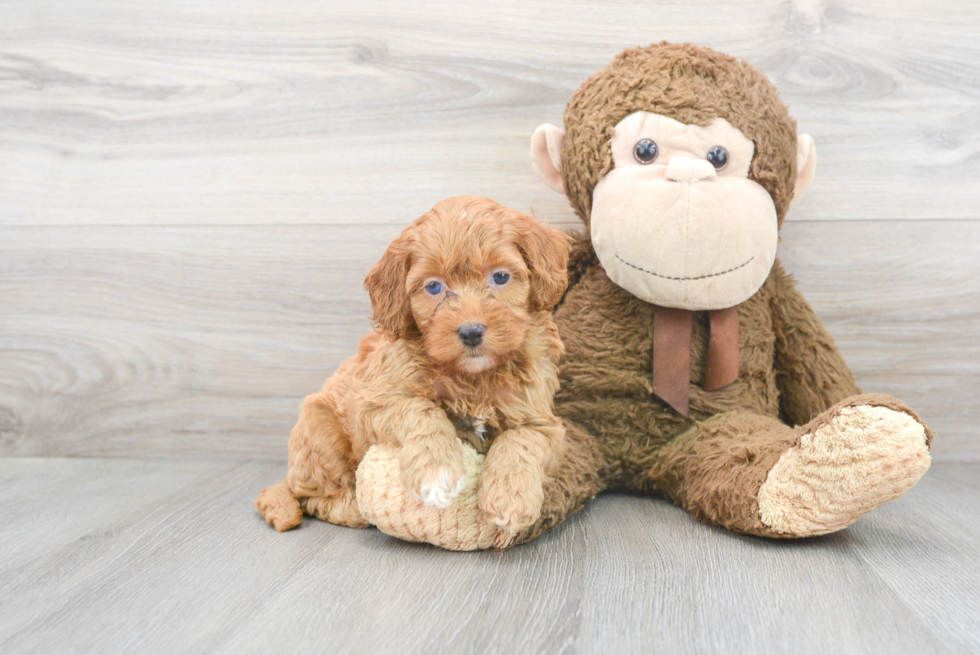 Cockapoo Puppy for Adoption