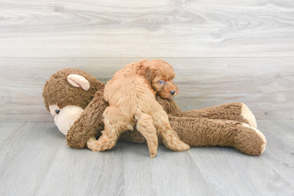 Little Cockerpoo Poodle Mix Puppy