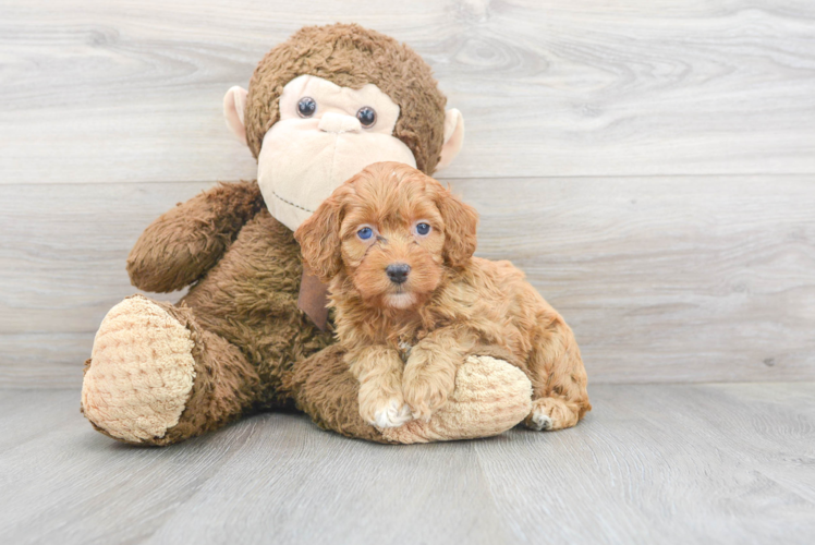 Energetic Cockerpoo Poodle Mix Puppy