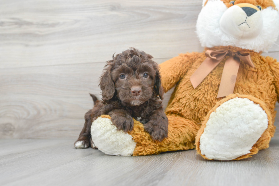 Best Cockapoo Baby