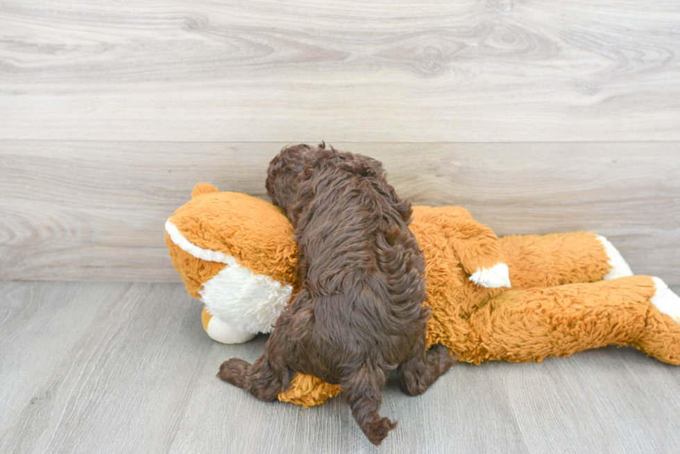 Energetic Cockerpoo Poodle Mix Puppy