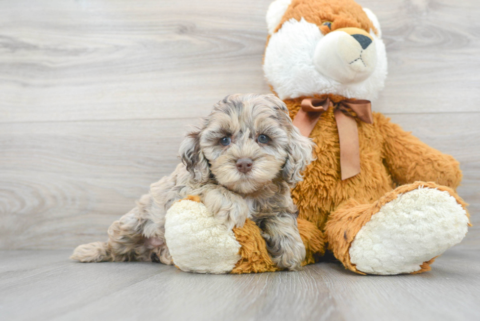 Fluffy Cockapoo Poodle Mix Pup