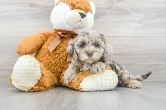 Energetic Cockerpoo Poodle Mix Puppy