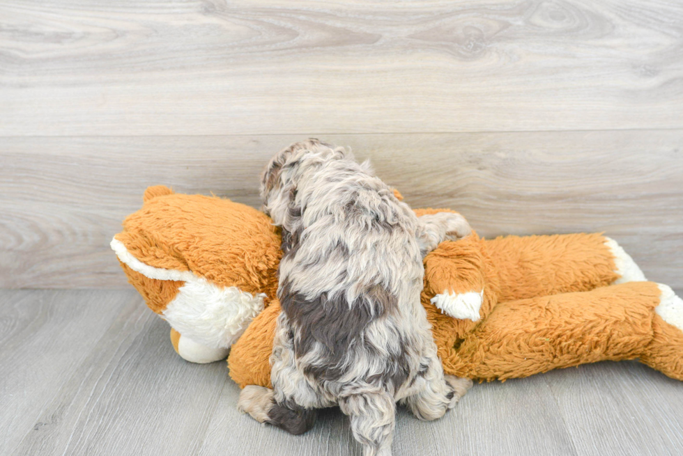 Adorable Cockerpoo Poodle Mix Puppy