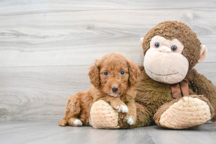 Cockapoo Puppy for Adoption