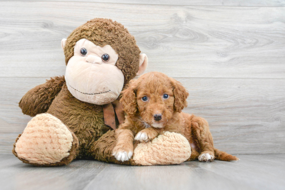 Best Cockapoo Baby