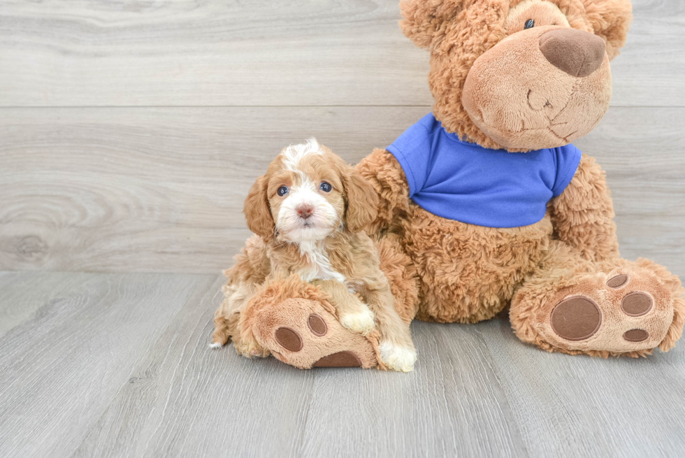 Hypoallergenic Cockerpoo Poodle Mix Puppy