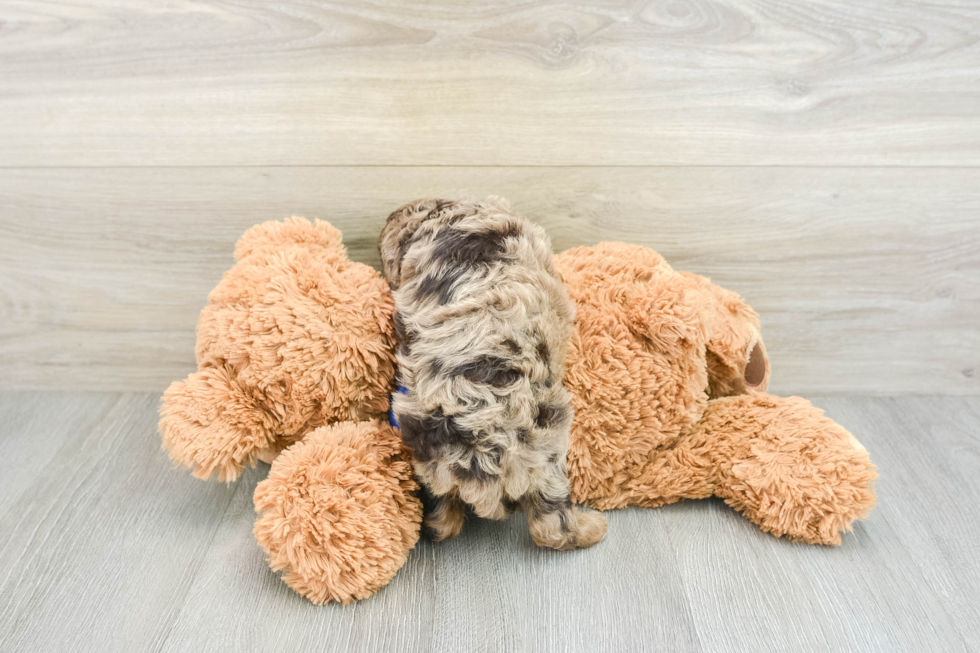 Cute Cockapoo Baby