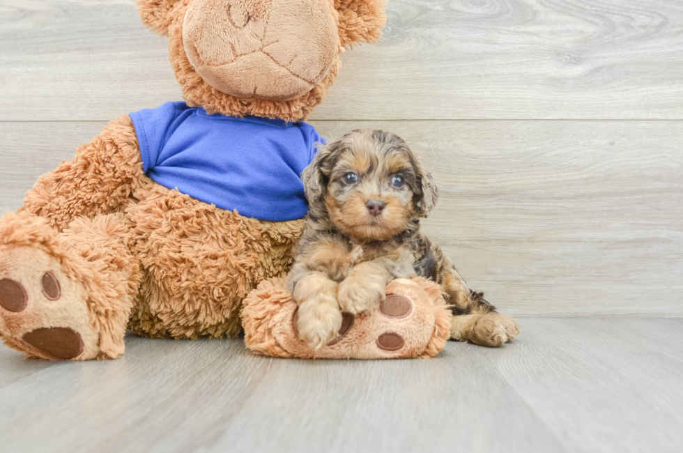 5 week old Cockapoo Puppy For Sale - Premier Pups