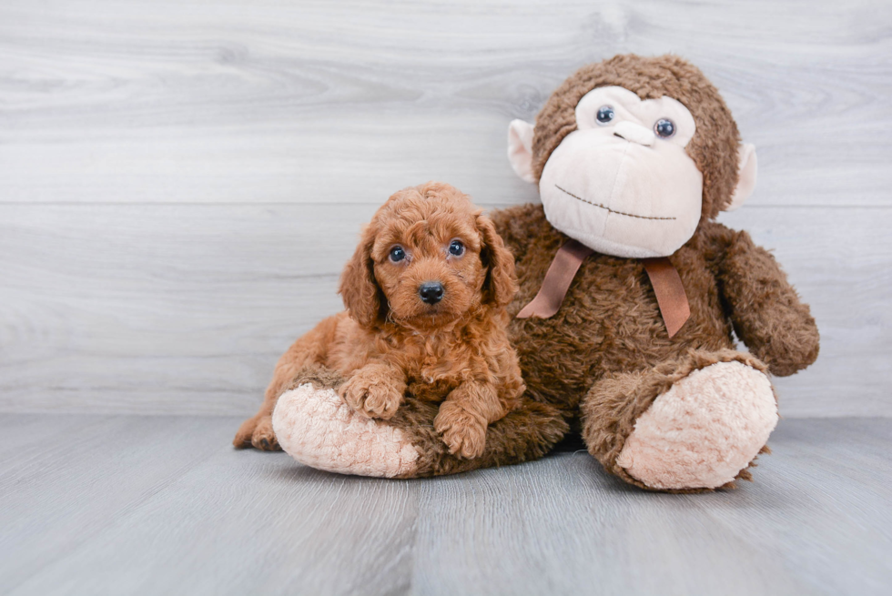 Cockapoo Pup Being Cute