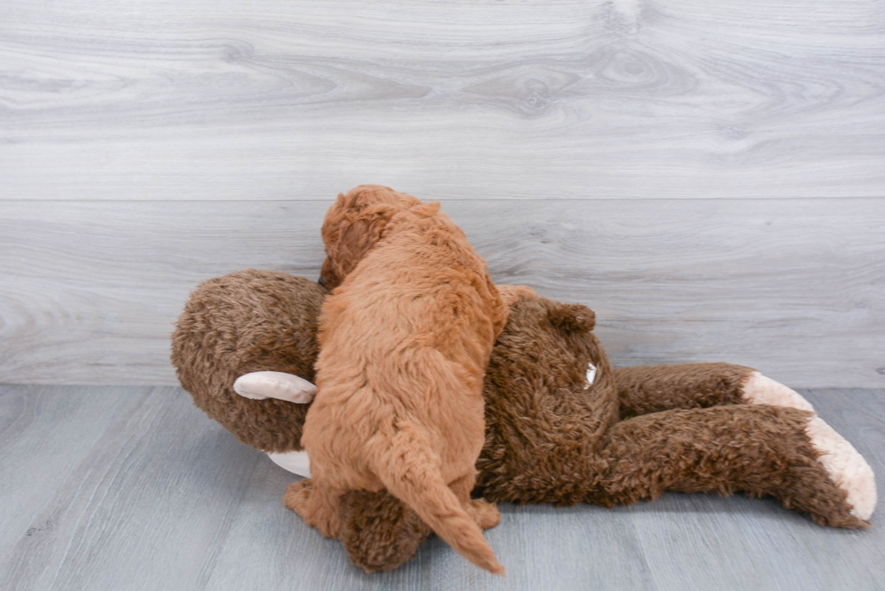 Playful Cockerpoo Poodle Mix Puppy