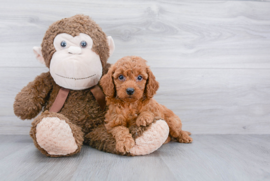 Energetic Cockerpoo Poodle Mix Puppy