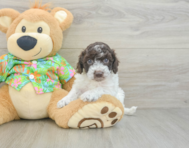 5 week old Cockapoo Puppy For Sale - Premier Pups