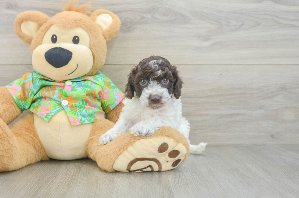 5 week old Cockapoo Puppy For Sale - Premier Pups