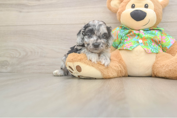 Little Cocker Doodle Poodle Mix Puppy