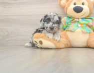 6 week old Cockapoo Puppy For Sale - Premier Pups