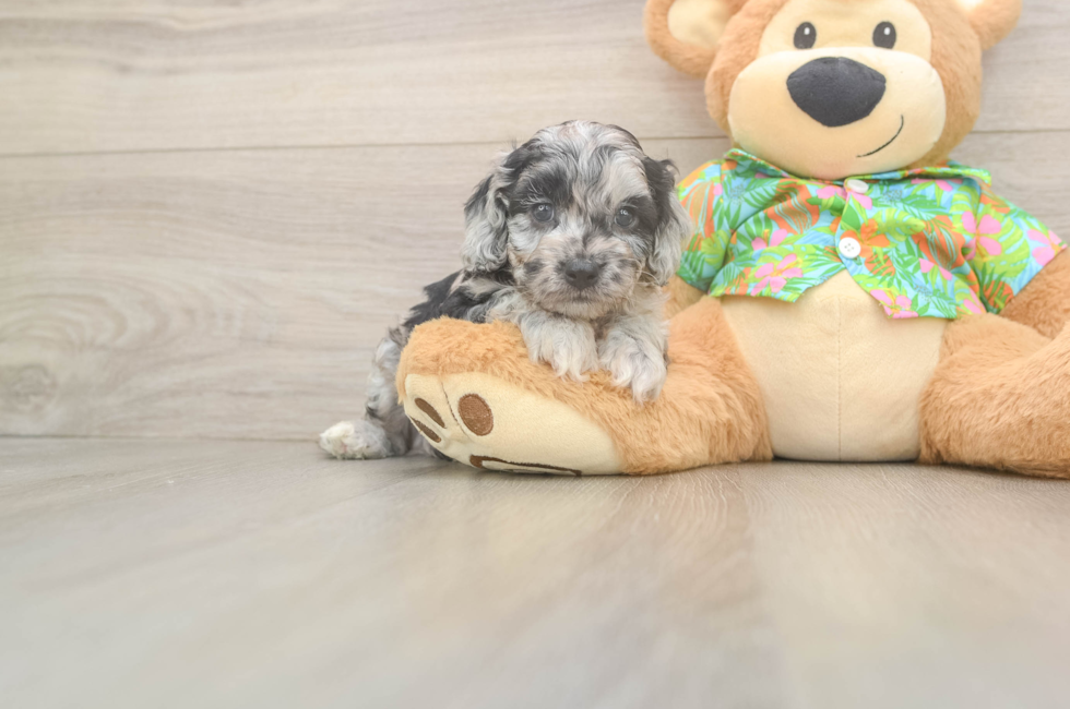 5 week old Cockapoo Puppy For Sale - Premier Pups