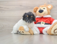 6 week old Cockapoo Puppy For Sale - Premier Pups