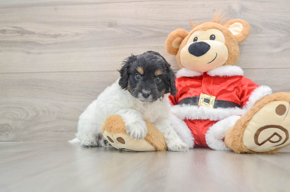 5 week old Cockapoo Puppy For Sale - Premier Pups