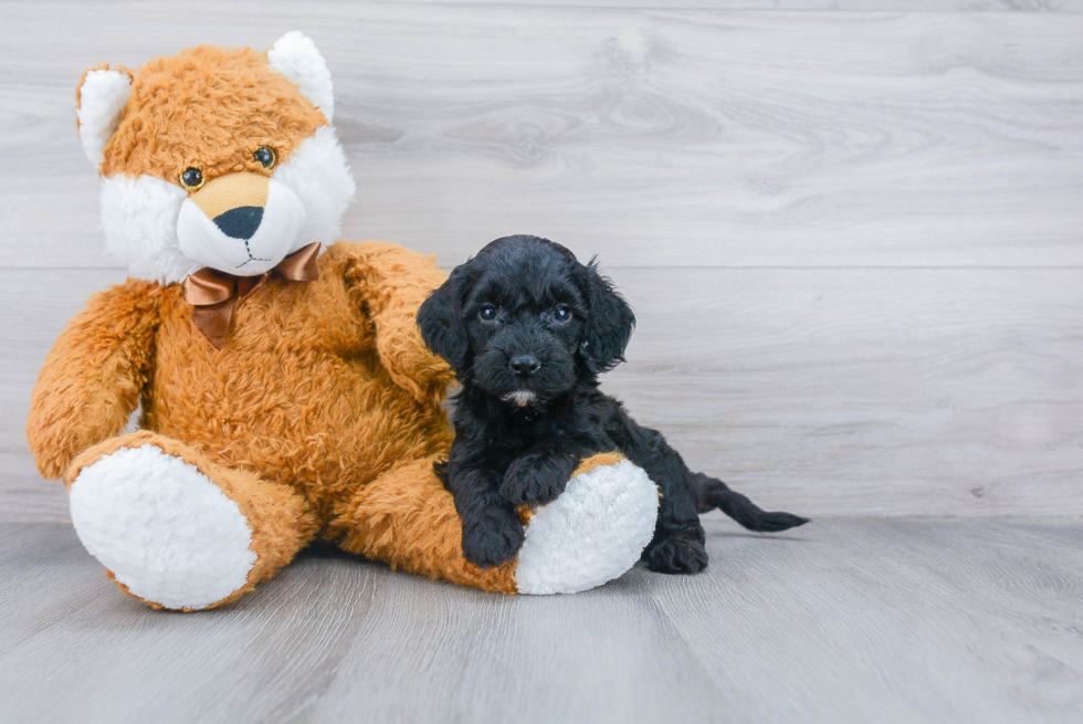 Sweet Cockapoo Baby