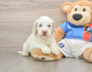 7 week old Cockapoo Puppy For Sale - Premier Pups