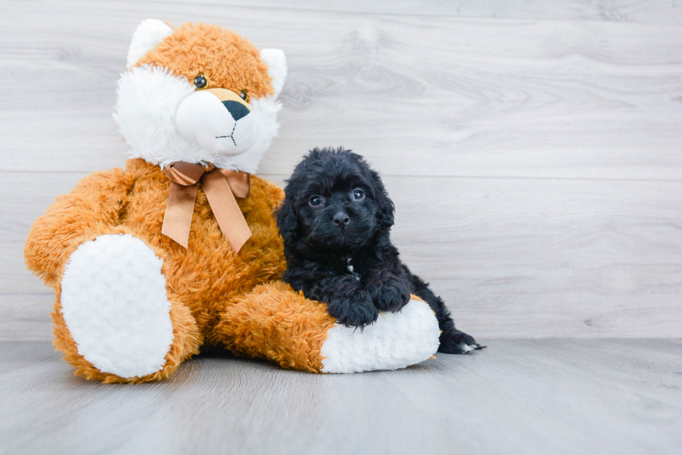 Cockapoo Pup Being Cute