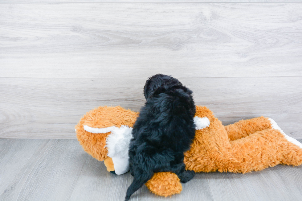 Cockapoo Pup Being Cute