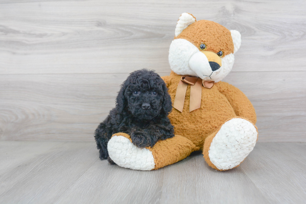 Cockapoo Pup Being Cute