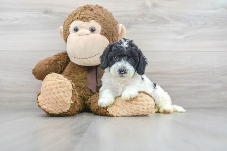 Petite Cockapoo Poodle Mix Pup