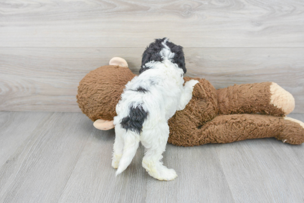 Sweet Cockapoo Baby