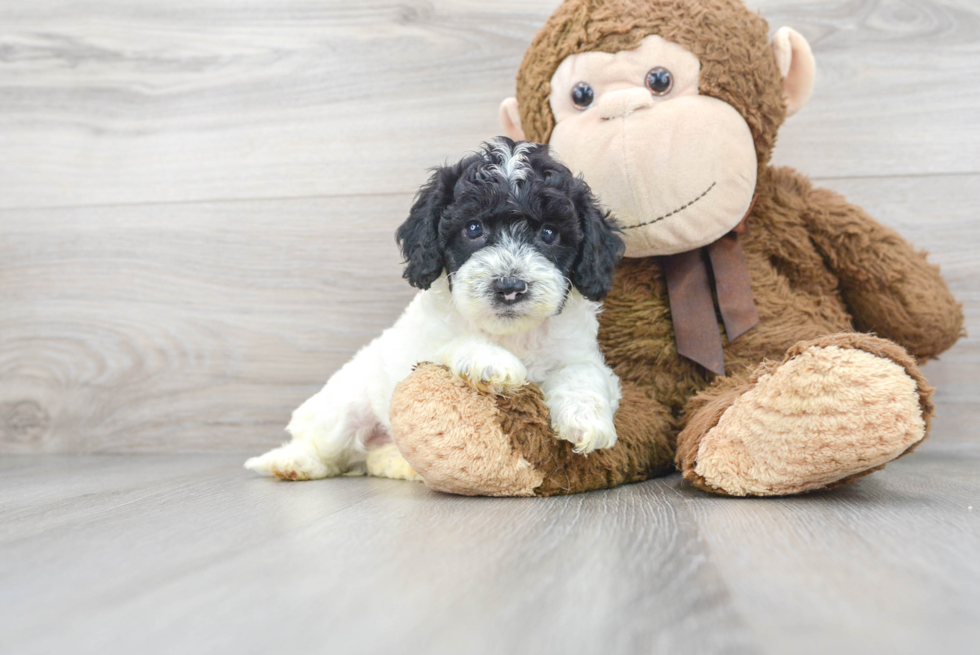 Cockapoo Puppy for Adoption