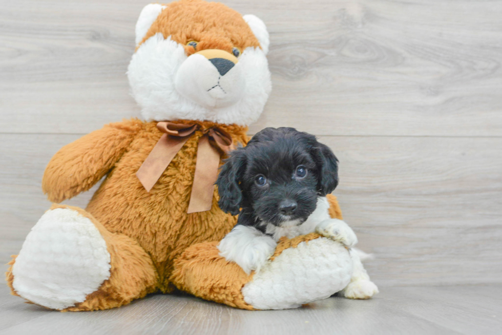 Cute Cockapoo Baby