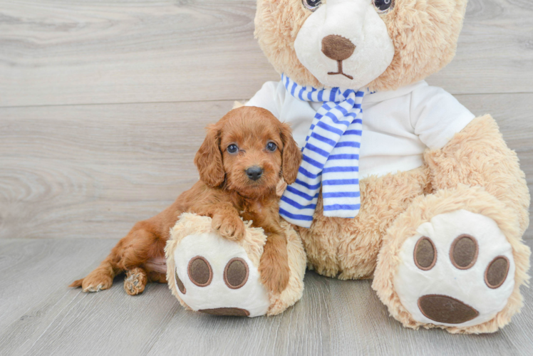 Happy Cockapoo Baby