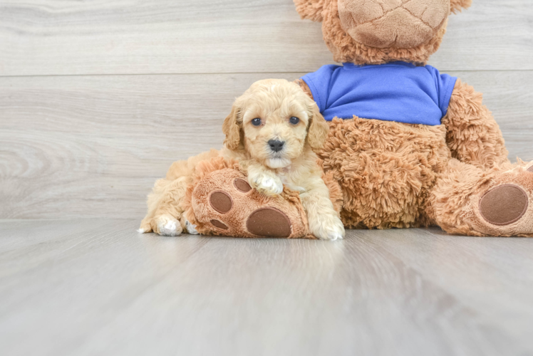 Fluffy Cockapoo Poodle Mix Pup