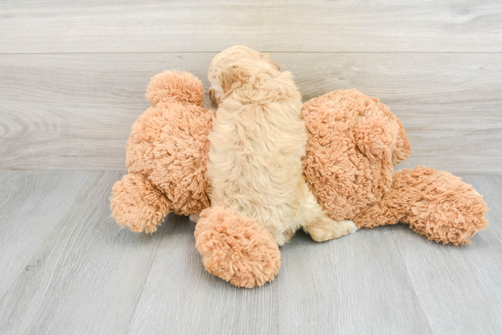 Petite Cockapoo Poodle Mix Pup