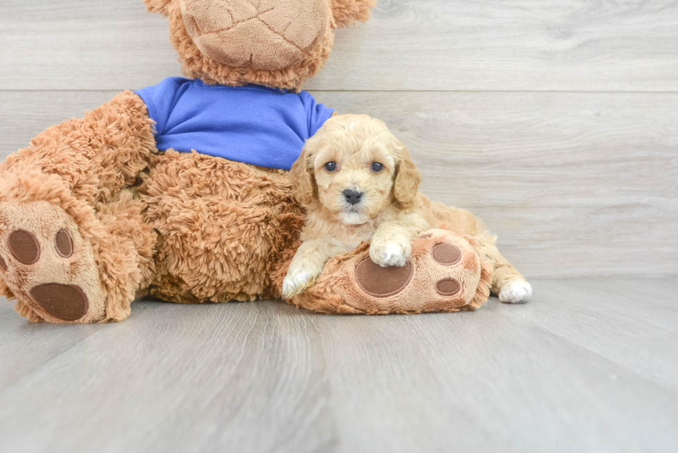 Smart Cockapoo Poodle Mix Pup