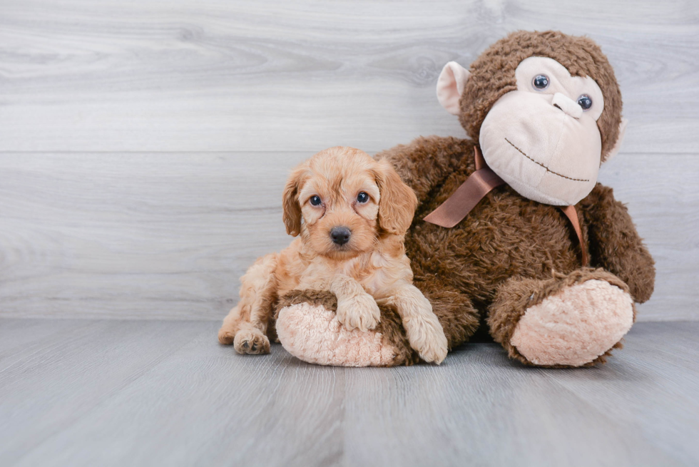 Smart Cockapoo Poodle Mix Pup