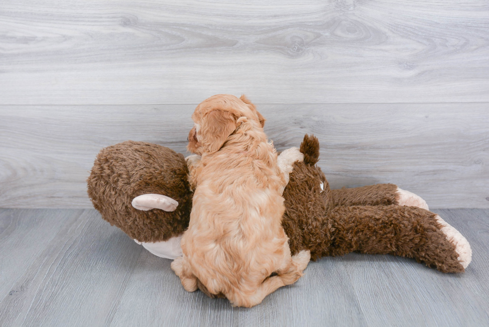 Friendly Cockapoo Baby