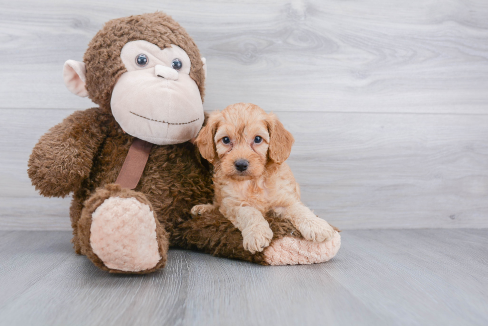 Cockapoo Puppy for Adoption