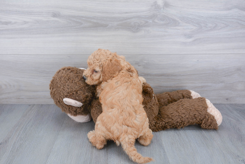 Cockapoo Pup Being Cute