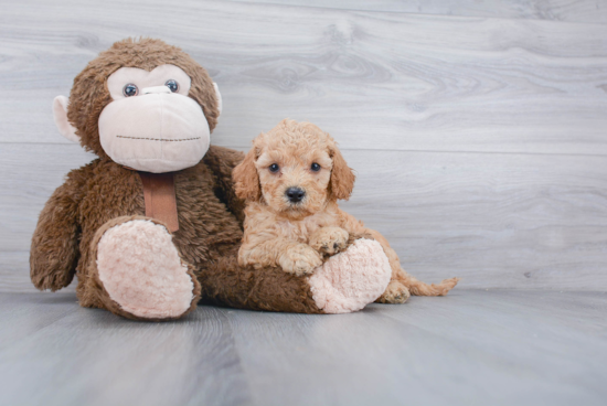 Funny Cockapoo Poodle Mix Pup