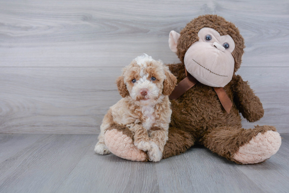 Cute Cockapoo Baby