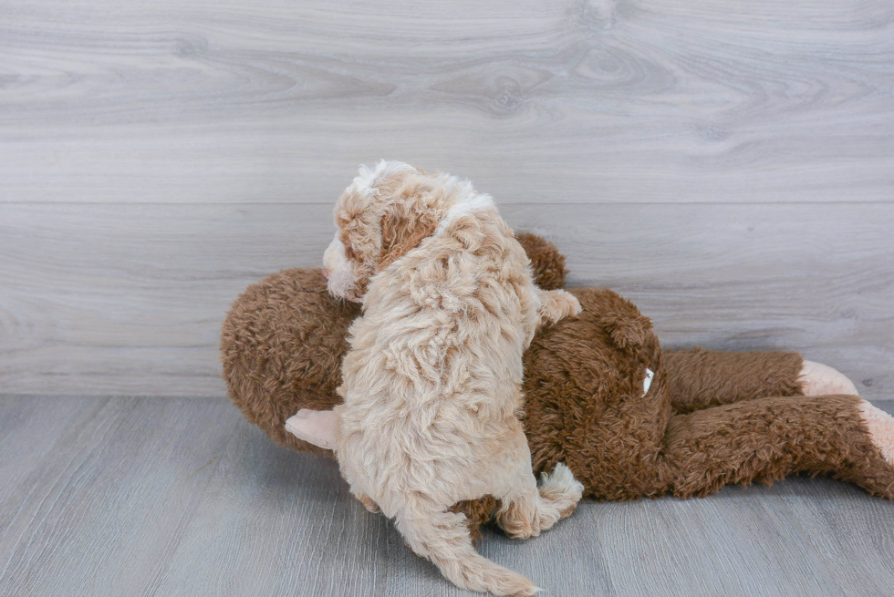 Energetic Cockerpoo Poodle Mix Puppy